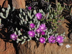 Brianhuntleya intrusa