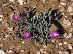 Brianhuntleya intrusa