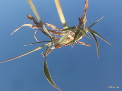 Anthephora pubescens