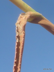 Anthephora pubescens