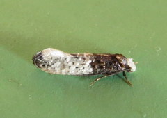 Trichophaga tapetzella