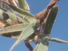 Anthephora pubescens