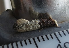Trichophaga tapetzella