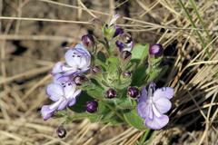 Rotheca hirsuta