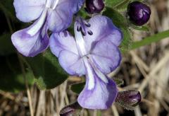 Rotheca hirsuta