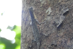 Draco blanfordii