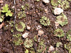 Riccia cavernosa