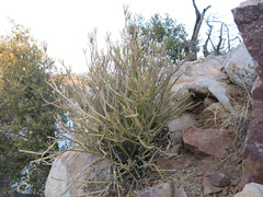 Kleinia longiflora