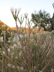 Kleinia longiflora