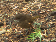 Pachycephala olivacea