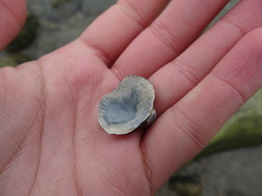 Ciliatocardium ciliatum