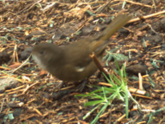 Pachycephala olivacea