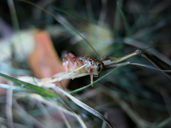 Stictogryllacris lyrata