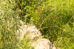 Bouvardia ternifolia