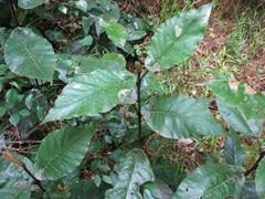 Trichocladus crinitus