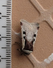 Ochropleura