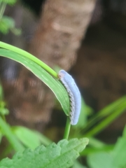 Monostegia abdominalis