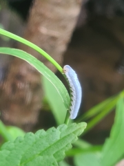 Monostegia abdominalis