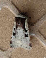 Ochropleura