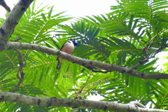 Eurylaimus ochromalus