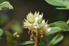 Lespedeza hirta hirta