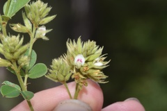 Lespedeza hirta hirta