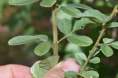 Lespedeza hirta hirta