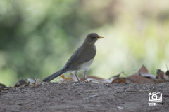 Turdus amaurochalinus