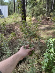Lespedeza hirta hirta
