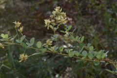 Lespedeza hirta hirta
