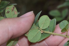 Lespedeza hirta hirta