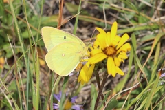 Colias gigantea