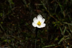 Sisyrinchium cholewae