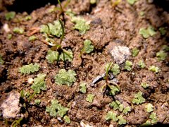 Riccia cavernosa