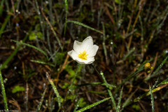 Sisyrinchium cholewae