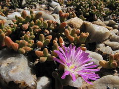 Drosanthemopsis bella