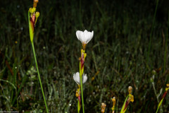 Sisyrinchium cholewae
