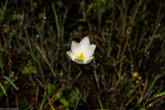 Sisyrinchium cholewae