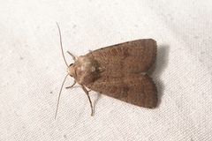 Hoplodrina blanda