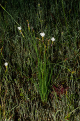 Sisyrinchium cholewae