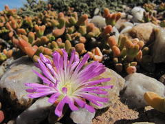 Drosanthemopsis bella