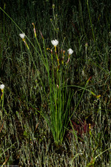 Sisyrinchium cholewae
