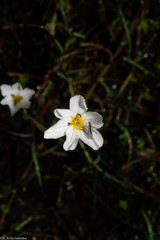 Sisyrinchium cholewae