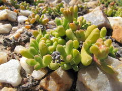 Drosanthemopsis bella