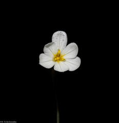 Sisyrinchium cholewae