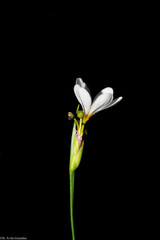 Sisyrinchium cholewae