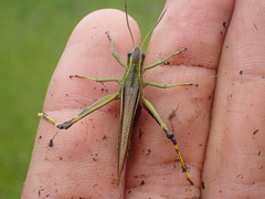 Stethophyma lineatum