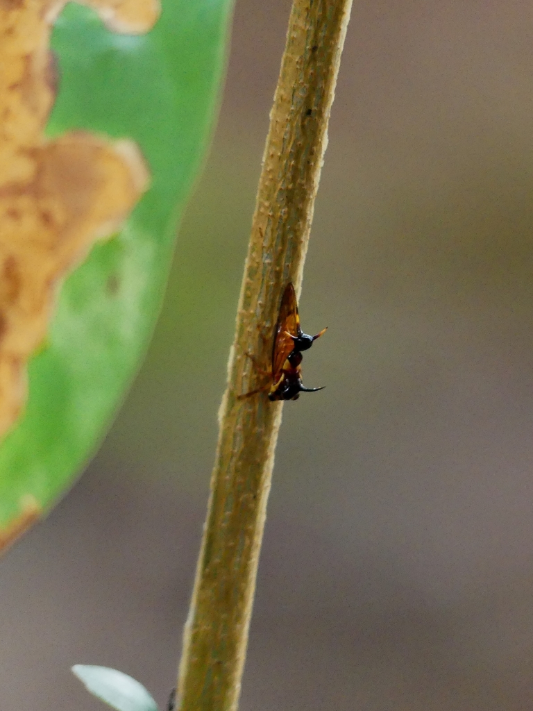 Heteronotus armatus