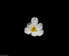 Sisyrinchium cholewae