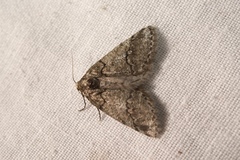 Tephronia lhommaria
